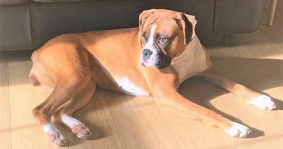 Cash reward offered for return of Co Antrim dog Roxy