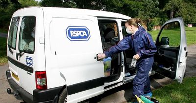 RSPCA launches investigation after pet cat set on fire in 'deliberate and premeditated' arson attack