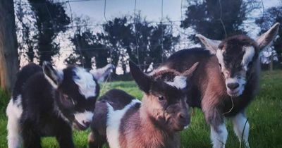 Kilkenny teenager devastated after baby goats stolen from farm after social media post