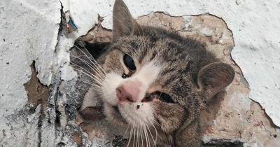 Search for owner of cat 'lucky to be alive' after it became wedged in wall at Oldham mill 'for days'