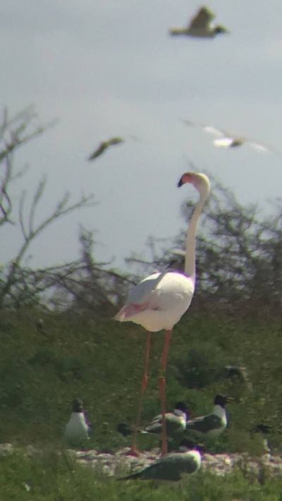 Flamingo that escaped zoo filmed enjoying new life of freedom 17 years on