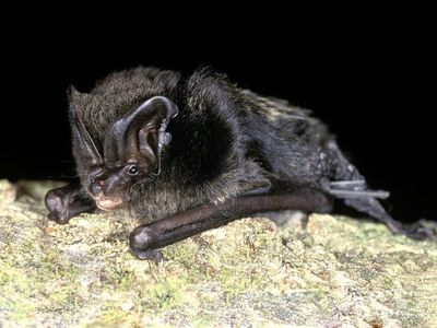 National Trust acquires Dorset ‘speed-dating’ bat caves which attract thousands of animals each year