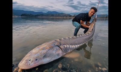 Kayak fisherman lands 350-pound sturgeon, and it’s on video
