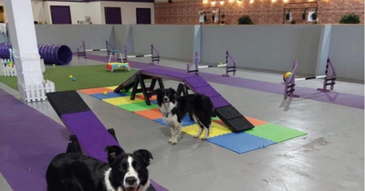 West Lothian doggy daycare and soft play opens with homemade treats and café