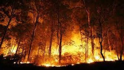 Wildfire rages in Sariska, IAF called in to join firefight