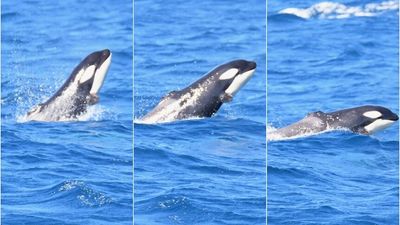 Killer whale calf missing dorsal fin named after late cricketer Shane Warne's famous flipper