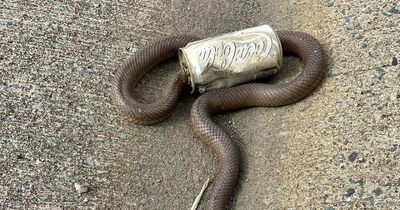 Canberrans rescue a brown snake that got its head stuck in a can