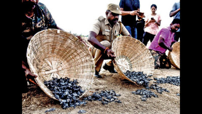 Chennai: 12,000 Olive Ridleys hatch, sent back to sea
