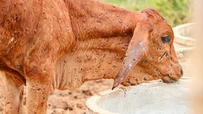 Agriculture Minister David Littleproud calls farm lobby 'ignorant', 'sideline critics' over lumpy skin disease criticism