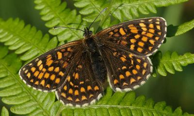 Britain’s butterflies bolstered by conservation efforts