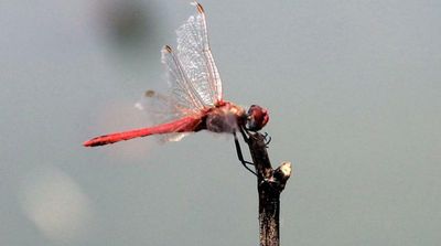 Bacteria-Shredding Insect Wings Inspire New Antibacterial Packaging