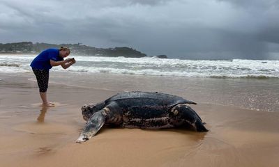 Giant turtle found on NSW beach may have been killed by pollution linked to heavy rain