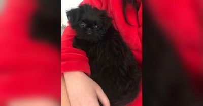 Puppy dies after having 'face ripped off' by off-lead dog in violent attack