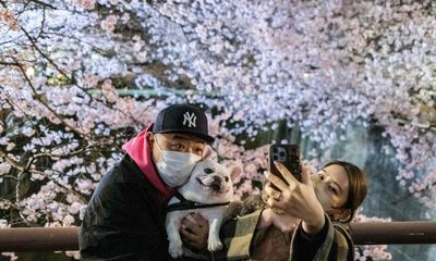 ‘We have waited so long’: a cautious Tokyo celebrates cherry blossoms in shadow of Covid