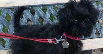 Mum's puppy died after face 'ripped off' in violent dog attack during walk