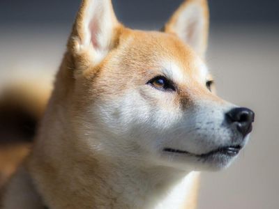 Ethereum Whale Gimlli Buys Another 420 Billion Shiba Inu Tokens