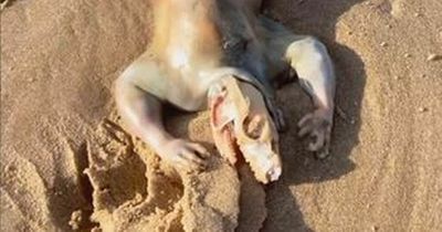 Mysterious 'alien-creature' washes up on beach leaving resident baffled