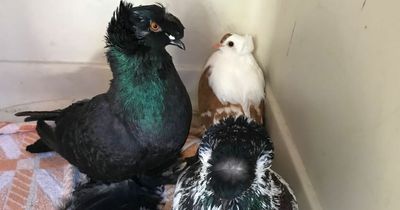 RSPCA appeal after feather-footed 'show' pigeons are abandoned in Washington car park