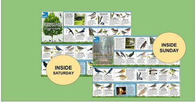 Two FREE RSPB Bird Spotting Pocket Guides’ with this weekend’s Daily Record and Sunday Mail