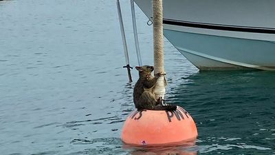 VIDEO: Playing Possum: Oh Buoy Won’t Somebody Save Me?