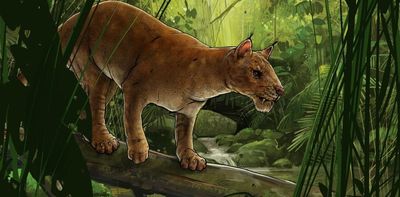 How the first cat-like sabre-tooth predator was discovered – and why it differs from modern cats