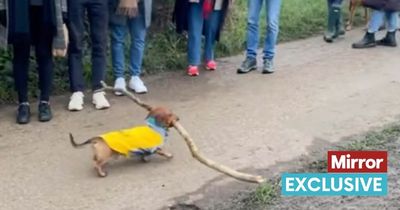 Tiny sausage dog obsessed with carrying really, really big sticks