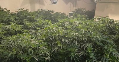 Large cannabis factory discovered on residential Cardiff road