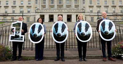 Legal fight over looming badger cull in Northern Ireland