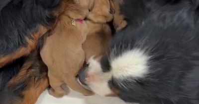Adorable dog fosters seven puppies after suffering phantom pregnancy