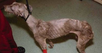 Dying dog heard screaming after sick Scots owner subjected it to 'worst neglect ever seen'