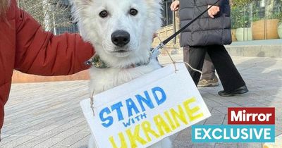 Army of dog protestors raise hundreds for Ukraine charities to help abandoned pets