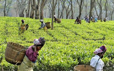 In LS, Opposition terms ₹1,000 cr. package for tea industry jumla, Minister hits back