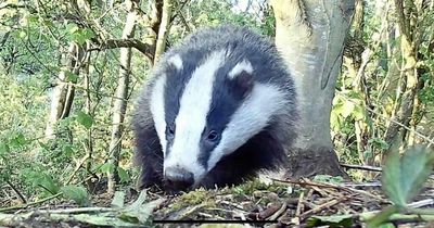 Badgers are causing chaos in a Berwick graveyard but Natural England rules setts cannot be moved