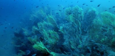 Inside the Mediterranean sea’s ‘animal forests’: an encounter with the gorgonian corals