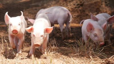 Animal vaccine lab to be established in Bendigo with Japanese encephalitis the first in its sights