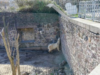 Ukrainian zoo animals at risk of starvation as food supplies run out amid Russian bombardment