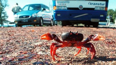 Annual Crab Migration Led To Sensational Scene In Coastal Tourist Spot