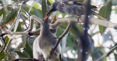 Quest to save bird from extinction