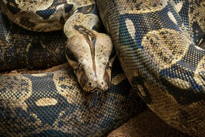 How do boa constrictors breathe while squeezing their prey?