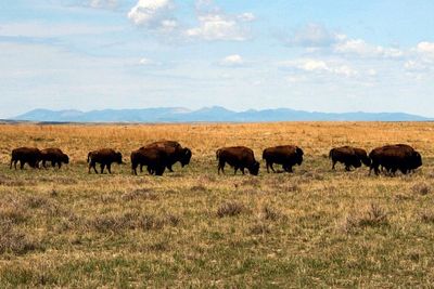 US approves bison grazing on Montana prairie amid criticism