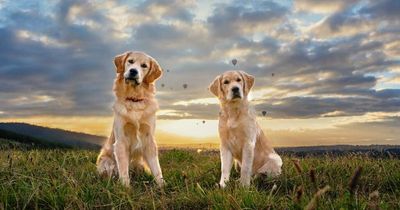 Perfect pooches lead to award for Canberra pet photographer