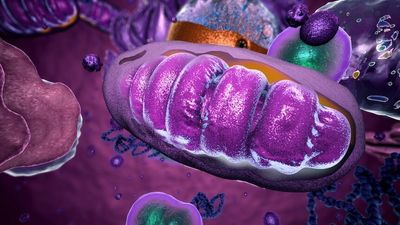 What is the IVF technique called mitochondrial donation, and what do you need to know about it?