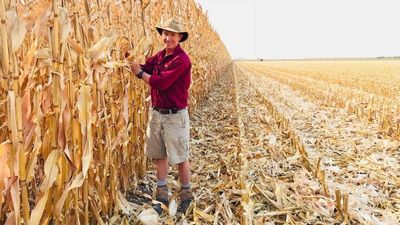 High fertiliser prices leave vegetable growers struggling to make ends meet