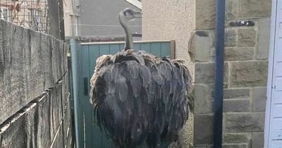 Shock as escaped 6ft bird bundled into police van after exploring village