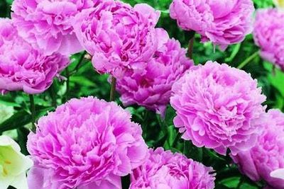 Best blooms to plant in spring for summer flowers in your garden