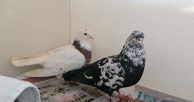 Appeal launched after seven pigeons found dumped in cardboard box beside A82
