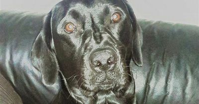 Black Labradors top Dogs Trust favourite breed survey by a mile