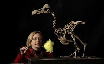 Explained | Can the dodo be brought back to life?