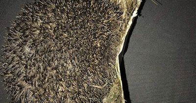 Hedgehog stuck in 'cruel and terrible' glue trap sparks RSPCA warning