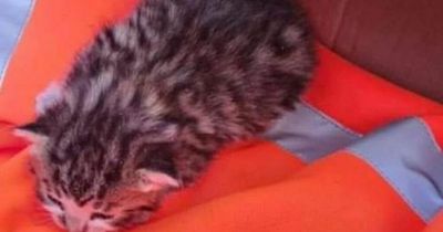 Tiny kitten saved after being found in box that was due to be crushed at Bedlington recycling centre